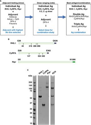 RH5.1-CyRPA-Ripr antigen combination vaccine shows little improvement over RH5.1 in a preclinical setting